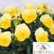 ���\��̔����p���W�[�@�悭�炭�X�~���@�e�����l�[�h�f�@�c�@10.5cm�|�b�g�@3.5���@�r�I�� �t�����[ �K�[�f�j���O �Ԓd �񂹐A��