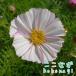  Cosmos Rav song Mix ( розовый серия ) рассада 9 см pot 3 номер 