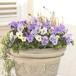 * предварительный заказ распродажа * оригинал viola SS selection * лаванда Magic * 10.5cm pot 3.5 номер анютины глазки viola цветок садоводство цветок . рассада ....