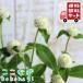 [ бесплатная доставка *12P комплект ]sennichikou(..) белый тысяч день .9 см pot 3 номер цветок рассада комплект 