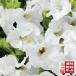 [ бесплатная доставка *12P комплект ]torenia белый лето sumire 3 номер 9 см pot 