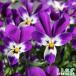 * предварительный заказ распродажа * видеть изначальный коллекция viola * пустой .....* 10.5cm pot анютины глазки viola цветок садоводство цветок . рассада видеть изначальный viola 
