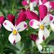 * предварительный заказ распродажа * видеть изначальный коллекция viola * время .. Lilian * 10.5cm pot анютины глазки viola цветок садоводство цветок . рассада видеть изначальный viola 