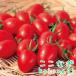 [ контактный дерево рассада ] мини помидоры Aiko контактный дерево рассада 9 см pot 3 номер .......tsugi мини помидоры овощи рассада 