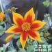 �r�f���X�@�u���C�W���O�X�^�[�@9�Z���`�|�b�g�@3��