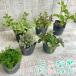 [ free shipping ] kitchen herb seedling 6 pot set 9cm 3 number stock 