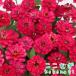 . -слойный .jinia Pro hyu- John двойной hot Cherry 9 см pot 3 номер 