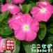 [ бесплатная доставка *12P комплект ] ведро ka катарантус розовый rose Hello день день .9cm pot 3 номер цветок рассада комплект 