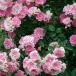  rose seedling new seedling 2024..Mei.. rose domestic production noi rose pcs tree use ..