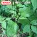  Tokushima производство натуральный [ oo bako.. рассада 2 АО ] бесплатная доставка пестициды * убийца сорняков не использовался likgame. приманка черепаха. корм закуска заказ после . брать свежесть выдающийся сырой приманка культивирование для 