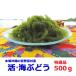  море виноград Okinawa 500g специальный отбор товар . море виноград .. сиденье . производство 