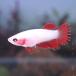  тропическая рыба Crown tail бойцовая рыбка женский красный 01F0116-002 организм 