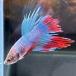  бойцовая рыбка Crown tail мужской fancy 01M0301-008 тропическая рыба организм 