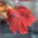  тропическая рыба шоу бойцовая рыбка мужской красный недостача 03M0116-062 организм половина moon 
