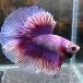  тропическая рыба шоу бойцовая рыбка мужской лаванда бабочка 03M0116-103 организм половина moon 