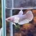  ликвидация запасов цена be tap la cut женский Dumbo fancy 05F0801-007 Kochi тропическая рыба сервис тропическая рыба организм 