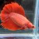  бойцовая рыбка двойной tail женский красный 06F0116-024 тропическая рыба организм 