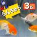  goldfish MIX golgfish Thai production S size approximately 3-5cm 3 pcs color is come from pleasure * color / female male. designation un- possible 