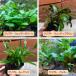  водоросли Cryptocoryne 4 вид MIX каждый 1POT( итого 4POT)wenti зеленый /wenti Brown / Roo талон s/pechi-
