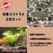  тропическая рыба стандартный Corydoras 2 вида комплект стерео rubai Jeury -2 шт комплект ( каждый 1 шт ) * самец самка. . указание не возможно начинающий комплект 