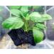  водоросли Anubias *nana древесный уголь . надеты 1 АО маленький аквариум для .. водоросли 