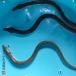 (5 month 24 day shipping only acceptance * hour designation only possible ) appreciation for ... domestic production . eel our company ..2 tail +1 tail (. put on guarantee )... eel place 