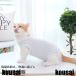  кошка для . после одежда .. рука . для домашних животных . после одежда товары для ухода кошка для собака для мягкий легкий царапина облизывание предотвращение . после .. предотвращение уход одежда хлопок кожа защита домашнее животное товары для ухода миниатюрный собака маленький размер собака 