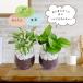  pothos свечение bar зеленый pothos темно-красный .i гидропоника вулканическое стекло контейнер интерьер полки салон 