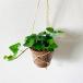  decorative plant hanging lowering Heart ivy hedera tree. fragrance . make pot 4 number ornament 