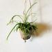  decorative plant hanging lowering cactus lipsa squirrel bakifela handle King aroma pot 3 number ornament 