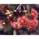  эвкалипт *n шкаф семена | красный цветок mo-to- редкий вид - семена 