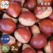 [ Ehime. каштан 2L2]* осенний тест .. верх беттер [ бесплатная доставка ][ подарок ][ тщательно отобранный товар ][ прямая поставка от производителя ] Ehime производство . сырой каштан 2L размер 2 kilo 