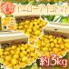  префектура Аичи производство ~ желтый Aiko помидор ~ превосходящий товар примерно 3kg[ предварительный заказ 11 месяц последняя декада после ] бесплатная доставка 