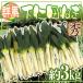 ~ Gunma префектура внизу . рисовое поле лук-батун ~ 12~30шт.@ передний и задний (до и после) примерно 3kg dono sama лук порей [ предварительный заказ 11 месяц средний последняя декада после ] бесплатная доставка 