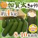  Ishikawa prefecture .. vegetable ~.. futoshi cucumber ~ 8~10ps.@ approximately 4kg[ reservation 5 month on and after ]