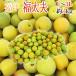 ~ Fukui производство удача futoshi Хара (.....)~ превосходящий товар L~3L примерно 3kg слива [ предварительный заказ 5 конец месяца после ] бесплатная доставка 