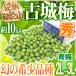 ..* Wakayama производство ~ старый замок слива ~ превосходящий товар 2L~3L примерно 10kg[ предварительный заказ 5 конец месяца после ] бесплатная доставка 