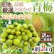 ~ синий слива ~ есть перевод примерно 2kg производство земля тщательно отобранный товар вид случайный размер случайный [ предварительный заказ 5 конец месяца после ] бесплатная доставка 