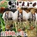  Aomori префектура JA. ослабленное крепление Aomori ~.. чёрный чеснок ~ примерно 100g×3pc роза модель [ предварительный заказ поступление последовательность отправка ] бесплатная доставка 