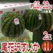  Yamagata префектура производство ~ хвост цветок . арбуз ~ большой шар 4L размер 2 шар примерно 16~20kg немного есть перевод [ предварительный заказ 8 месяц после ] бесплатная доставка 