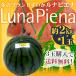  теплица арбуз ~ Kochi префектура ночь . блок luna piena~ 1 шар примерно 2kg{3 шар покупка бесплатная доставка }[ предварительный заказ 10 месяц средний . после ]