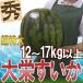  Tottori префектура ~ jumbo большой ....~ превосходящий товар очень большой 6L примерно 12kg и больше большой . запад .[ предварительный заказ 6 месяц после ] бесплатная доставка 