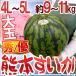  Kumamoto префектура производство ~ супер большой шар Kumamoto ...~ превосходящий * super товар 4L~5L размер 1 шар примерно 9kg~11kg[ предварительный заказ 4 месяц после ] бесплатная доставка 