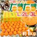  Miyazaki префектура ~....... кроме того, .~ превосходящий товар L/2L/3L размер примерно 1kg несессер сахар раз 16 раз и больше [ предварительный заказ 2 месяц средний . после ] бесплатная доставка 