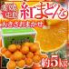 Ehime средний остров производство ~.. какой ~ примерно 5kg размер случайный . для бытового использования [ предварительный заказ 12 месяц после ] бесплатная доставка 