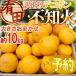~ Wakayama Arita производство не . огонь *....( есть перевод декоративный элемент pon)~ примерно 10kg размер случайный [ предварительный заказ 2 месяц последняя декада после ] бесплатная доставка 