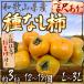 ~ Wakayama производство .. нет хурма ~ есть перевод 12~15 шар передний и задний (до и после) примерно 3kg{2 коробка . покупка .1kg дополнение }[ предварительный заказ 10 месяц после ] бесплатная доставка 