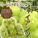  виноград Okayama производство ~ Seto ja Ian tsu~ есть перевод 4~7. примерно 3kg[ предварительный заказ 9 месяц после ]