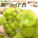  виноград Okayama производство ~ Seto ja Ian tsu~ очень большой . примерно 900g~1kg виноград [ предварительный заказ 8 месяц после ]