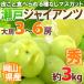  виноград Okayama производство ~ Seto ja Ian tsu~ большой . ограничение 3~6. примерно 3kg виноград [B2][ предварительный заказ 8 месяц после ]